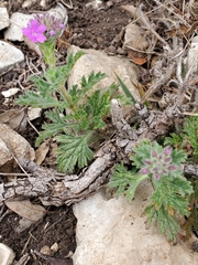 Glandularia tumidula