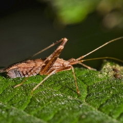 Phytocoris varipes