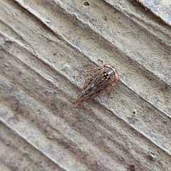 Stenidiocerus poecilus