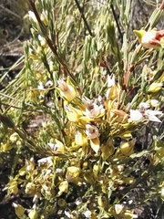 Erica thunbergii