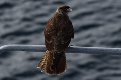 Daptrius chimango temucoensis