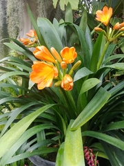 Clivia