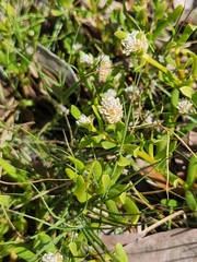 Blutaparon vermiculare