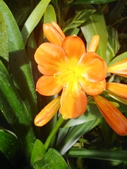 Clivia