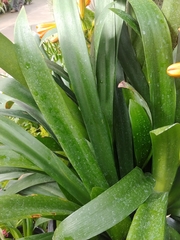 Clivia