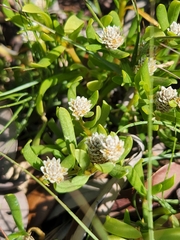 Blutaparon vermiculare