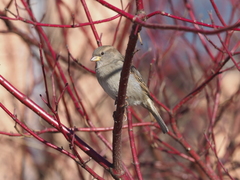 Passer domesticus