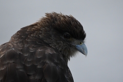 Daptrius chimango temucoensis