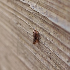 Stenidiocerus poecilus