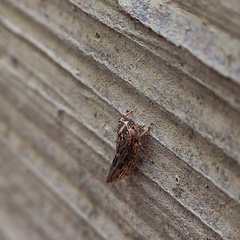 Stenidiocerus poecilus