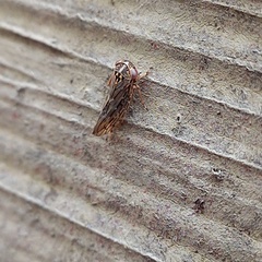 Stenidiocerus poecilus