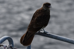 Daptrius chimango temucoensis