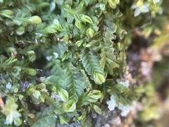 Liochlaena lanceolata