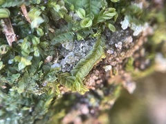 Liochlaena lanceolata