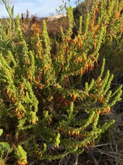 Erica coccinea
