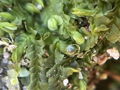 Liochlaena lanceolata