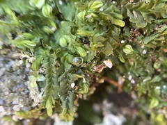 Liochlaena lanceolata