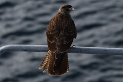 Daptrius chimango temucoensis