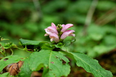 Chelone obliqua