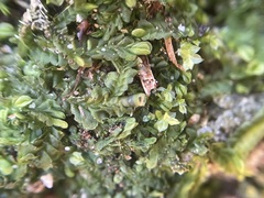 Liochlaena lanceolata