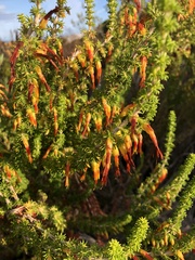 Erica coccinea
