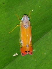 Iragua diversa
