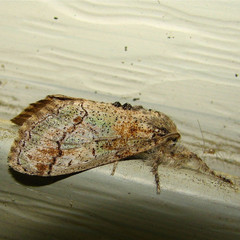 Dasychira dorsipennata