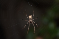 Allende nigrohumeralis