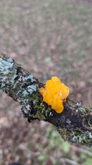 Tremella mesenterica