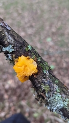 Tremella mesenterica