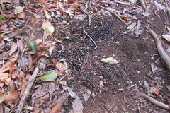 Nesotragus moschatus