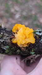 Tremella mesenterica
