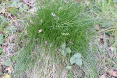 Festuca heterophylla