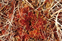 Sphagnum medium