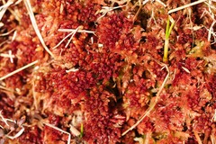 Sphagnum medium