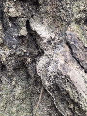 Anasaitis canosa