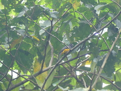 Trogon rufus