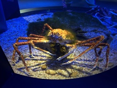 Macrocheira kaempferi