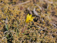 Gagea bohemica