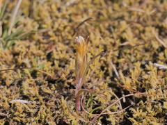 Gagea bohemica