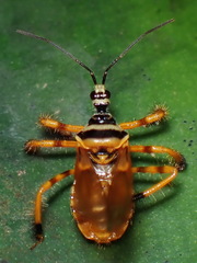 Agriocoris flavipes