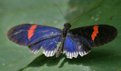Heliconius erato cyrbia