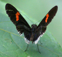 Heliconius erato cyrbia