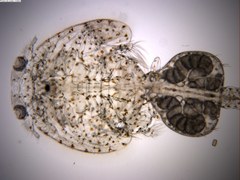 Siphonostomatoida