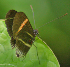 Heliconius erato cyrbia