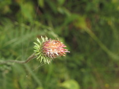 Carduus kerneri