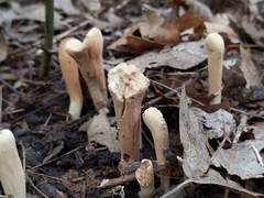 Clavariadelphus americanus