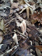 Clavariadelphus americanus