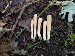 Clavariadelphus americanus