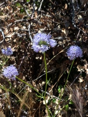 Gilia capitata